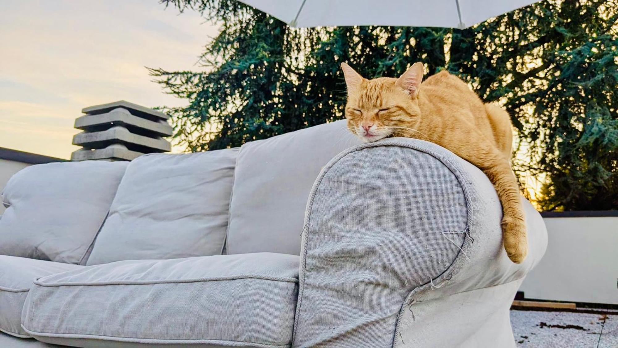 The Luxory Cat Bed & Breakfast Milan Exterior photo
